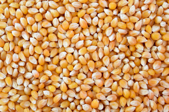 Popcorn maize background. Texture