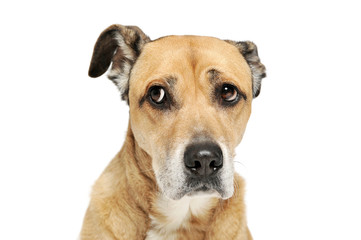 Portrait of an adorable mixed breed dog looking sad