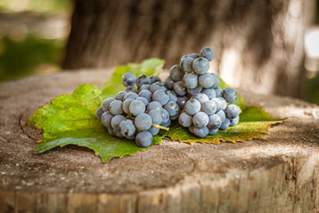 Ripe fruit of red grape on an old tree stump. Shallow depth of field.