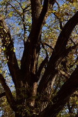 Obraz premium Upward view of an old mature multi-trunk tree with autumn color leaves and clear blue sky background