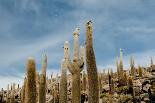 Cactuses in Salar de Uyuni salt Flats