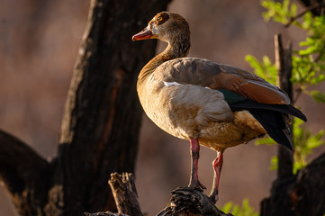 An Egyptian goose perched in an Acacia tree staring beyond into the African sunset