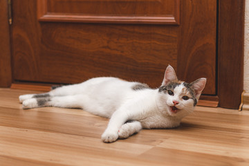 Cute kitten with squinted eyes and open mouth lying on the floor and looking forward