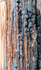 Texture of a coniferous tree damaged by fire