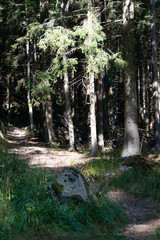 Wald im Harz