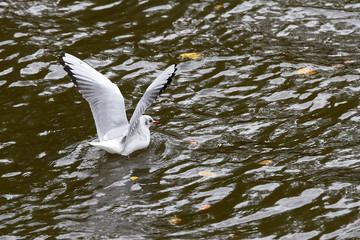 Gaviota extendiendo las alas en el agua
