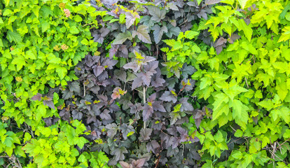 Two-colored leaves of hedgerow as a background
