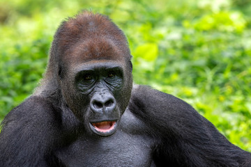 Obraz premium portrait of a western lowland gorilla
