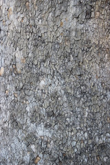 Texture of a bark of an old tree
