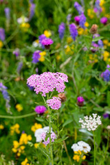 Obraz premium Yarrow (Achillea millefolium), pink flowerhead in a wildflower meadow, Rutland Water, Leicestershire, England, UK.