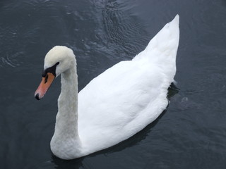 beautiful white swans in the city