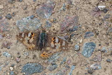 Painted Lady butterfly (Vanessa cardui), a very worn individual, Rutland Water, Leicestershire, England, UK.