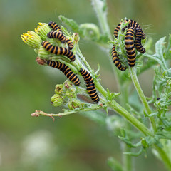 Cinnabar moth caterpillars (Tyria jacobaeae) on Ragwort, Rutland Water, Leicestershire, England, UK.
