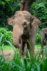 Fototapeta na wymiar sumatrean elephant