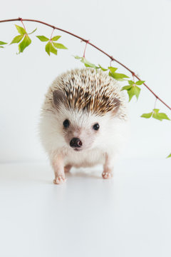 Very cute African Pygmy hedgehog on white background with ivy plant