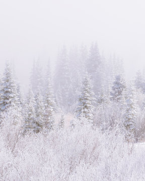 Snowy Winter Forest