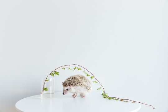 Very cute African Pygmy hedgehog on white background with ivy plant