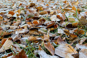 Winter came early. Frost on a green grass and dead leaves. Background photo in perspective with selective focus