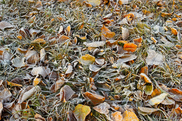 Winter came early. Frost on a green grass and dead leaves. Background photo in perspective with selective focus