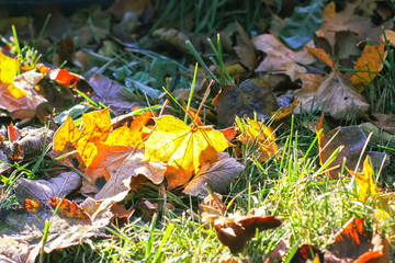 Colorful leaves outdoors in countryside. Autumn nature seasonal details.