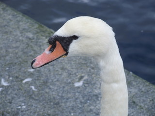 Obraz premium beautiful white swans in the city