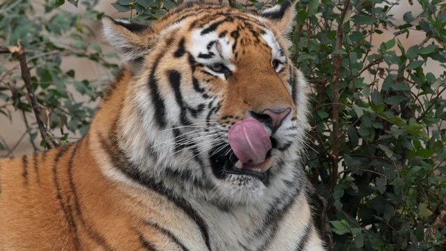Siberian tiger (Panthera tigris altaica) hungry licking and shaking head