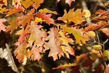 Fototapeta na wymiar Close up view of bright copper color oak tree leaves on a sunny autumn day