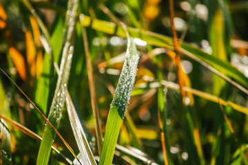 First frost in autumn park. Early morning in november. Wet branches in rime.