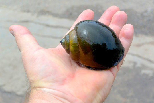 Large edible water snail Ampularia lies on the palm of hand