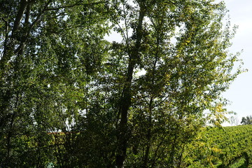 Bäume und Weingarten in Edenkoben