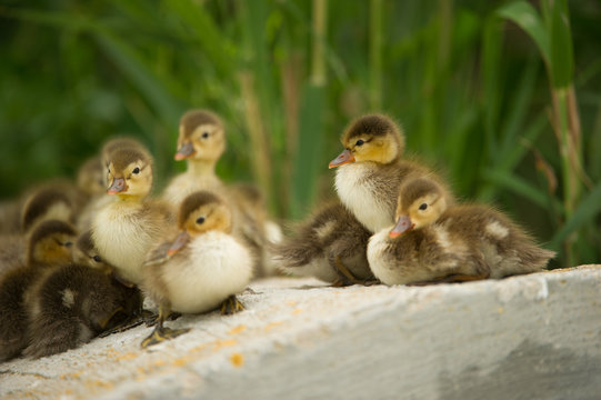 Baby ducks