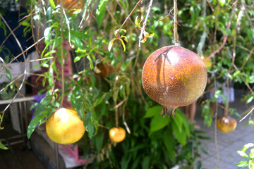 Ripe pomegranate fruit on a branch with leaves