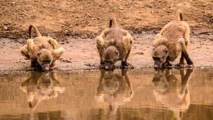 Three sub adult Chacma baboons drinking in the late afternoon at a waterhole