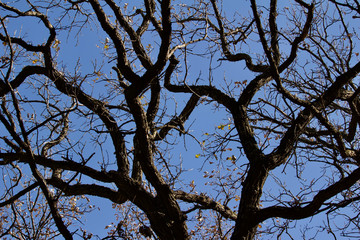 Upward abstract view of autumn bare branch tree tops with clear blue sky background