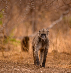 A young Chacma baboon approaching from the front with other members of his troop in the background.