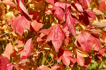 Close up view of bright red color compact cranberry bush leaves on a sunny autumn day