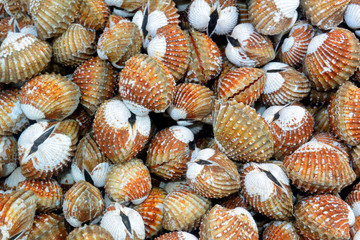 Gray-orange mollusks in the Seafood Market