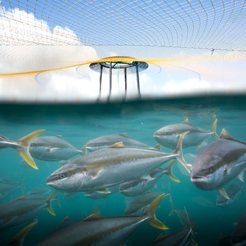 A school of farmed Kingfish swim together under a protective predator net in an open sea fish farm