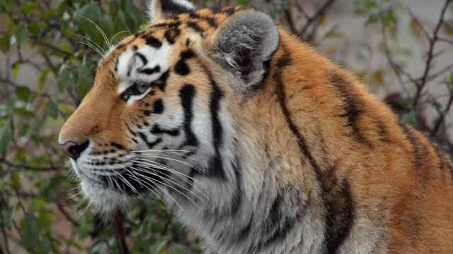 Siberian tiger (Panthera tigris altaica) portrait