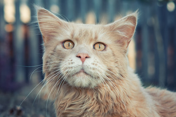 Domestic red cat. Portrait.