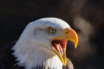 Weißkopfseeadler