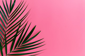 Green leaves of palm tree on bright pink pastel background, Tropical green palm leaves , Top view minimal concept. Flat lay. Blank copy space.