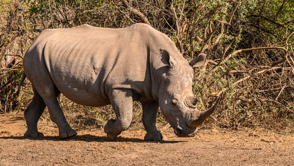 Obraz premium White Rhinoceros bull looking up at the disturbance while approaching the waterhole