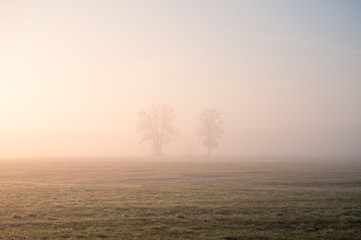Fototapeta na wymiar lonely trees on the field during foggy sunrise