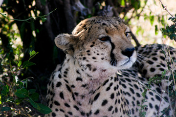 Cheetah at Rest
