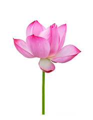 Lotus flower isolated on white background. File contains with clipping path so easy to work.