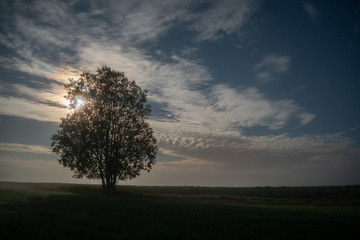 Obraz premium lonely tree at moonlight night