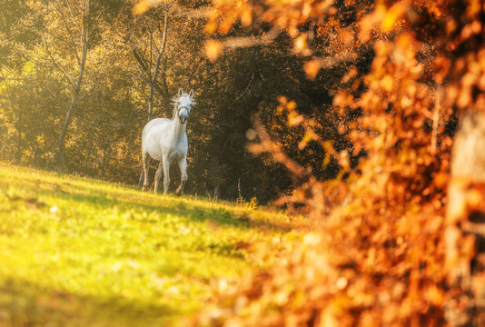 White wild horses in sunrise shine.