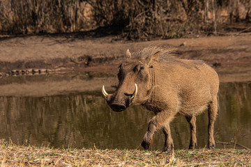 Young Warthog moving away from the waters edge