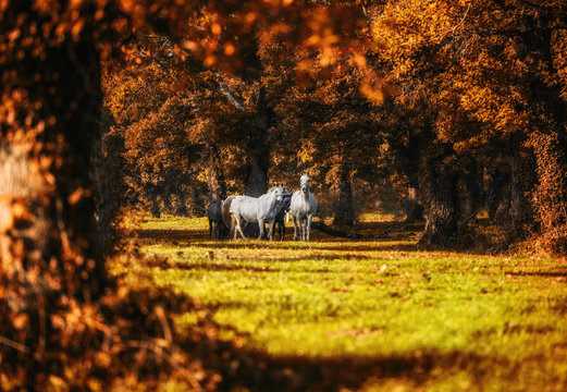 White wild horses in sunrise shine.